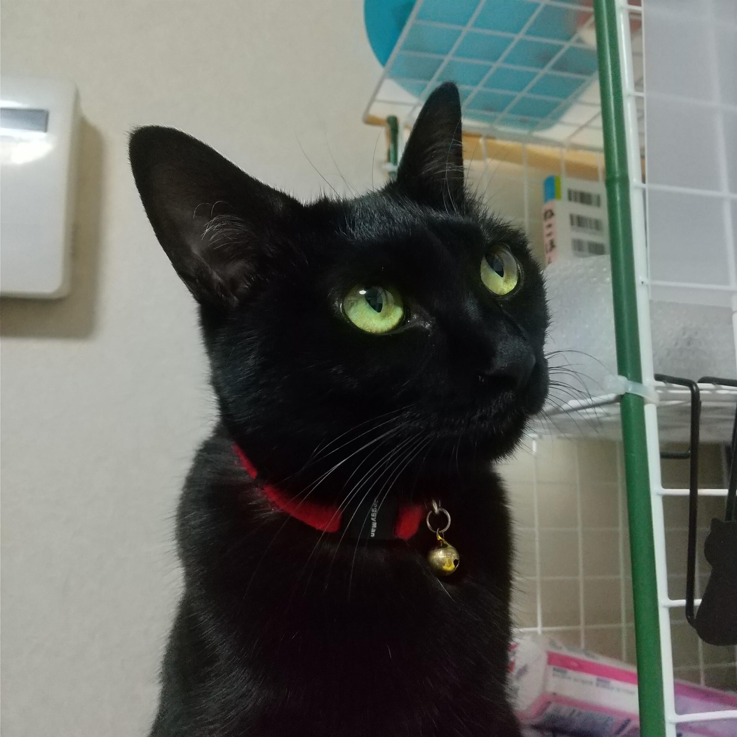 にゃーちゃん